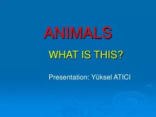 animals