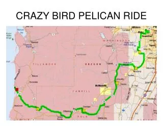 CRAZY BIRD PELICAN RIDE