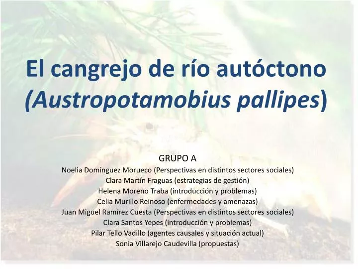 el cangrejo de r o aut ctono austropotamobius pallipes