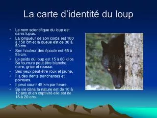 la carte d identit du loup
