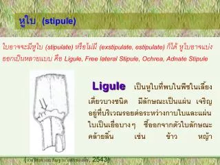 stipule
