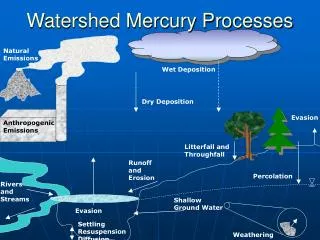 Watershed Mercury Processes