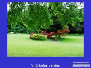 vi rboles verdes