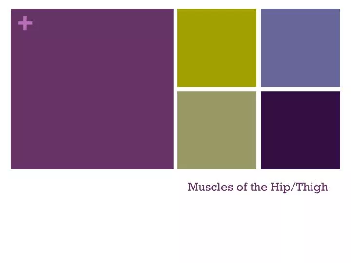 muscles of the hip thigh