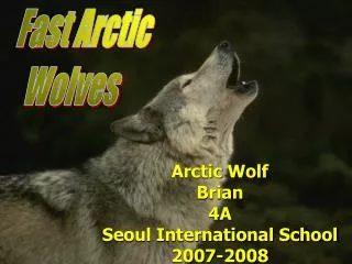 Arctic Wolf Brian 4A Seoul International School 2007-2008