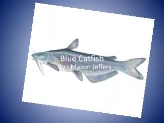 Blue Catfish