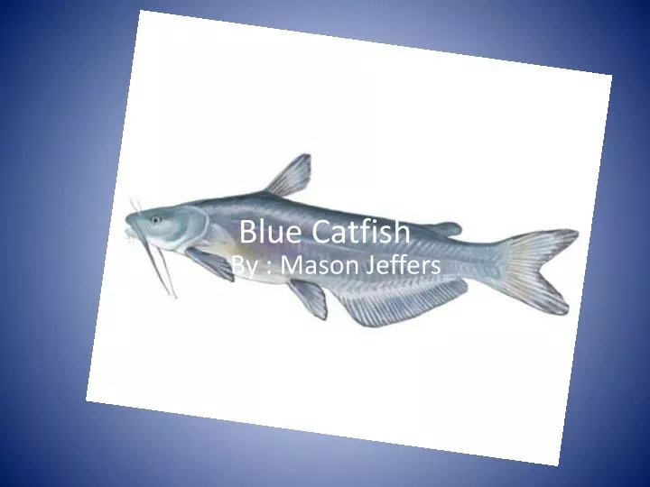 blue catfish
