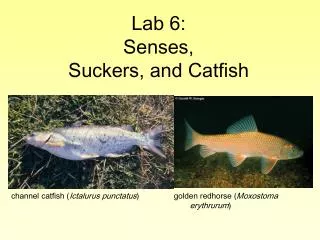 Lab 6: Senses, Suckers, and Catfish