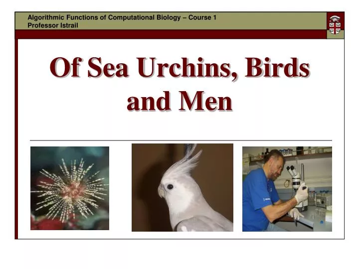 of sea urchins birds and men