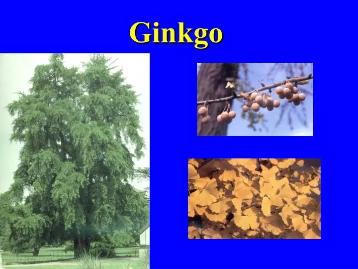 ginkgo