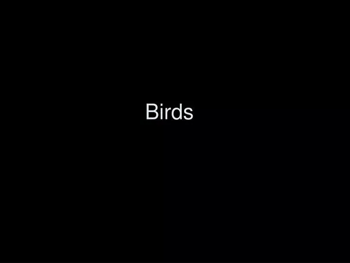 birds