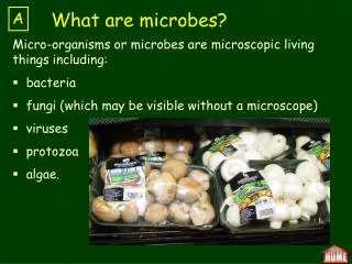 Micro-organisms or microbes are microscopic living things including: