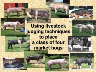 Using livestock judging techniques to place a class of four market hogs