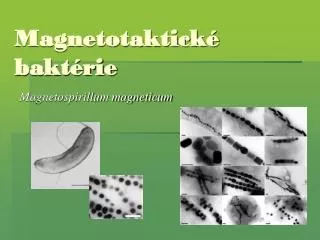 magnetotaktick bakt rie