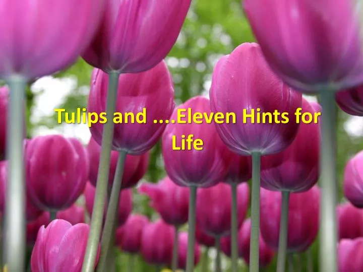 tulips and eleven hints for life
