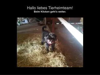 hallo liebes tierheimteam beim klicken geht s weiter