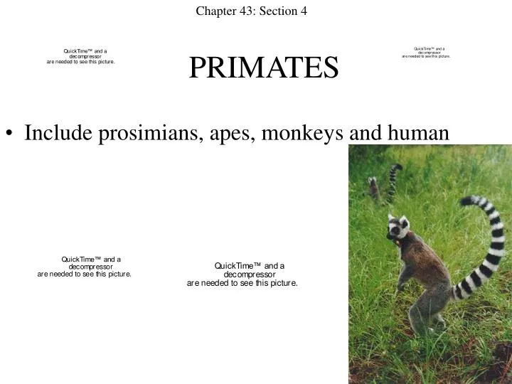 primates