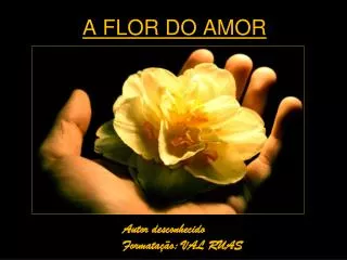 a flor do amor