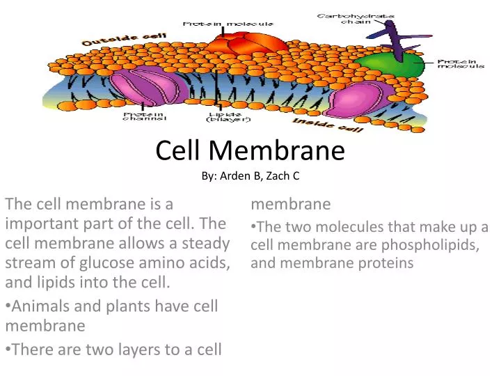 cell membrane by arden b zach c