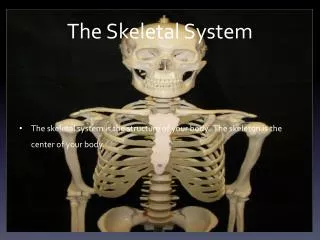 the skeletal system