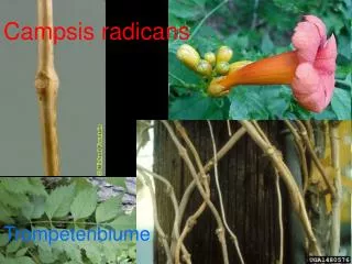 campsis radicans