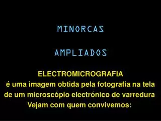 minorcas ampliados