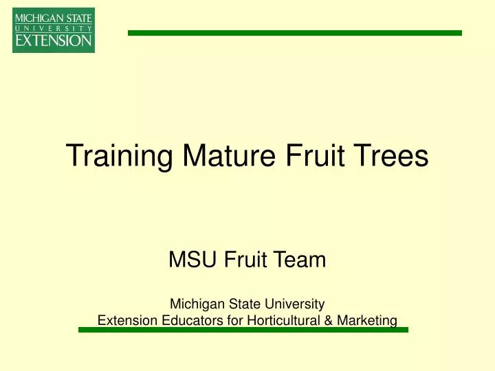 training mature fruit trees
