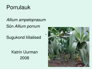 porrulauk allium ampeloprasum s n allium porrum sugukond liilialised