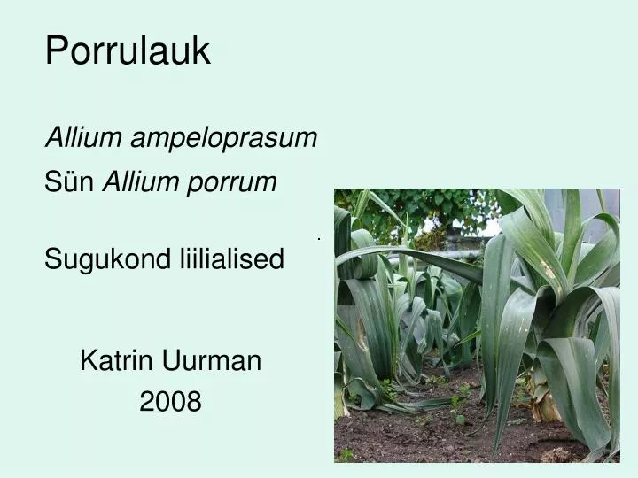 porrulauk allium ampeloprasum s n allium porrum sugukond liilialised