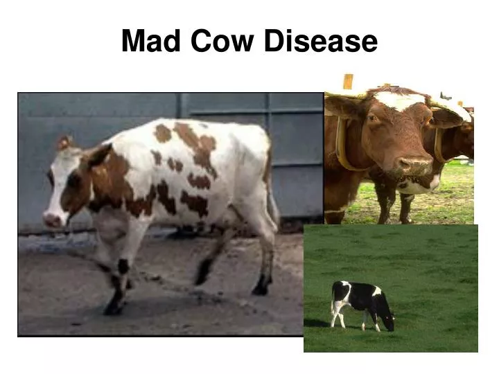 mad cow disease