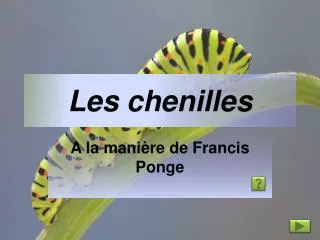 les chenilles