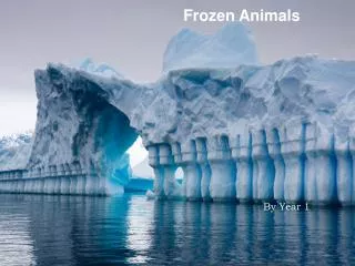 Frozen Animals