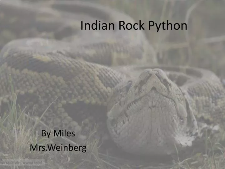 indian rock python