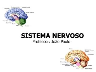 sistema nervoso