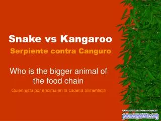 snake vs kangaroo