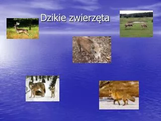 dzikie zwierz ta