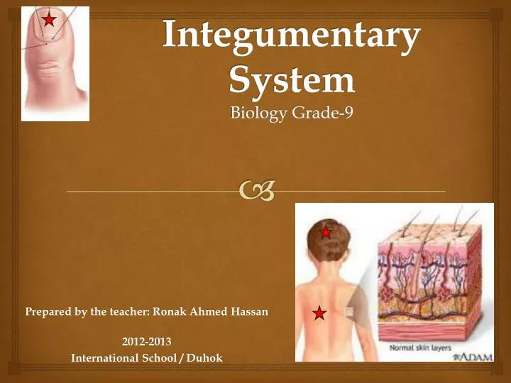 integumentary system biology grade 9