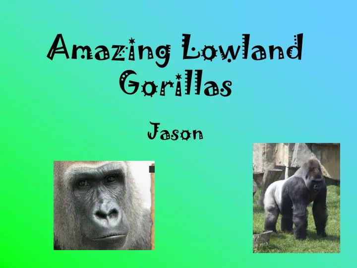 amazing lowland gorillas