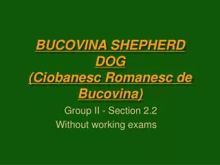 BUCOVINA SHEPHERD DOG (Ciobanesc Romanesc de Bucovina)