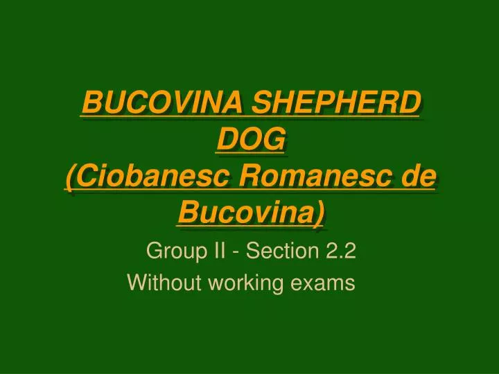 bucovina shepherd dog ciobanesc romanesc de bucovina