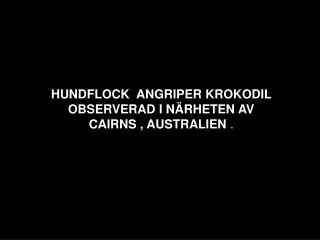 HUNDFLOCK ANGRIPER KROKODIL OBSERVERAD I NÄRHETEN AV CAIRNS , AUSTRALIEN .