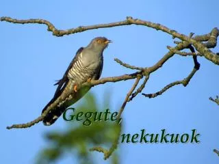 gegute nekukuok
