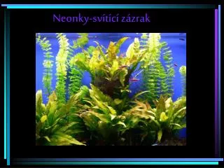 neonky sv t c z zrak