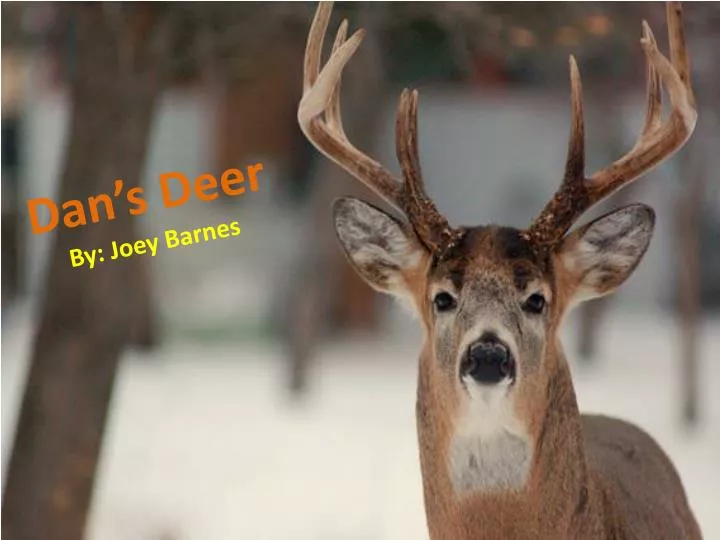 dan s deer by joey barnes