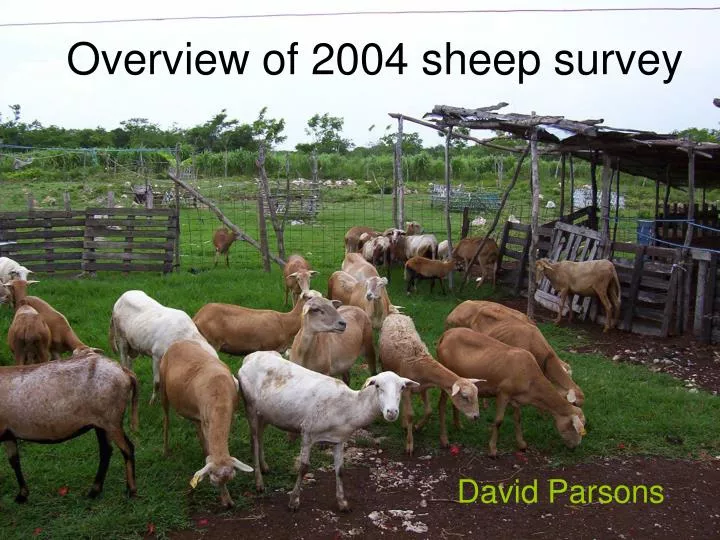 overview of 2004 sheep survey