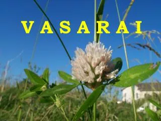 v a s a r a i