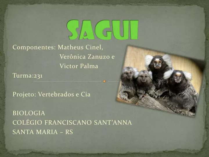 Vítimas do tráfico, saguis podem levar macacos à extinção