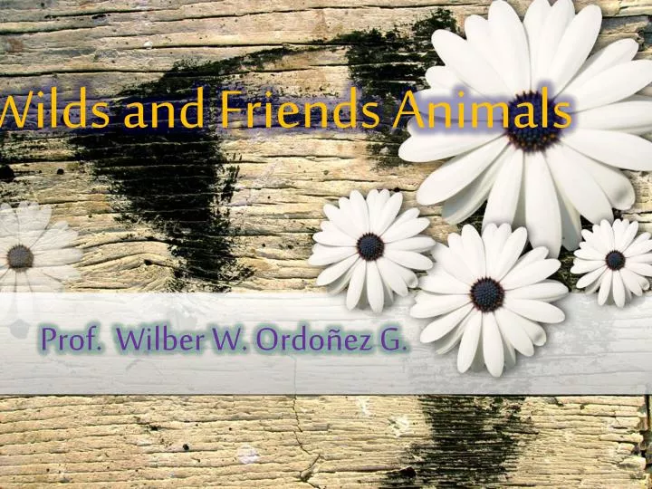 wilds and friends animals