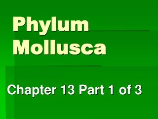 Phylum Mollusca