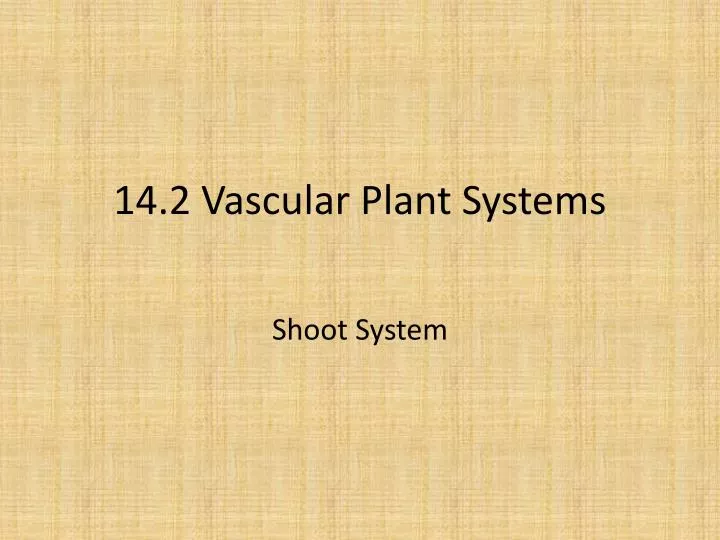 14 2 vascular plant systems